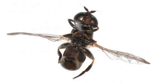 Réf. 293 532 : Eumerus sp.
